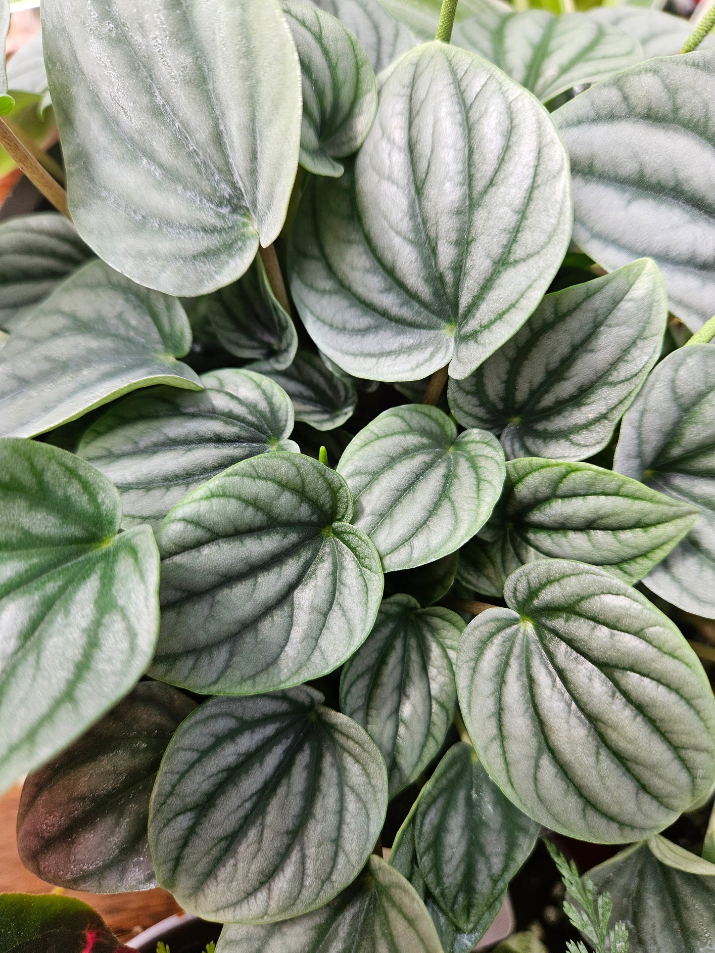 Peperomia Frost CUTTINGS