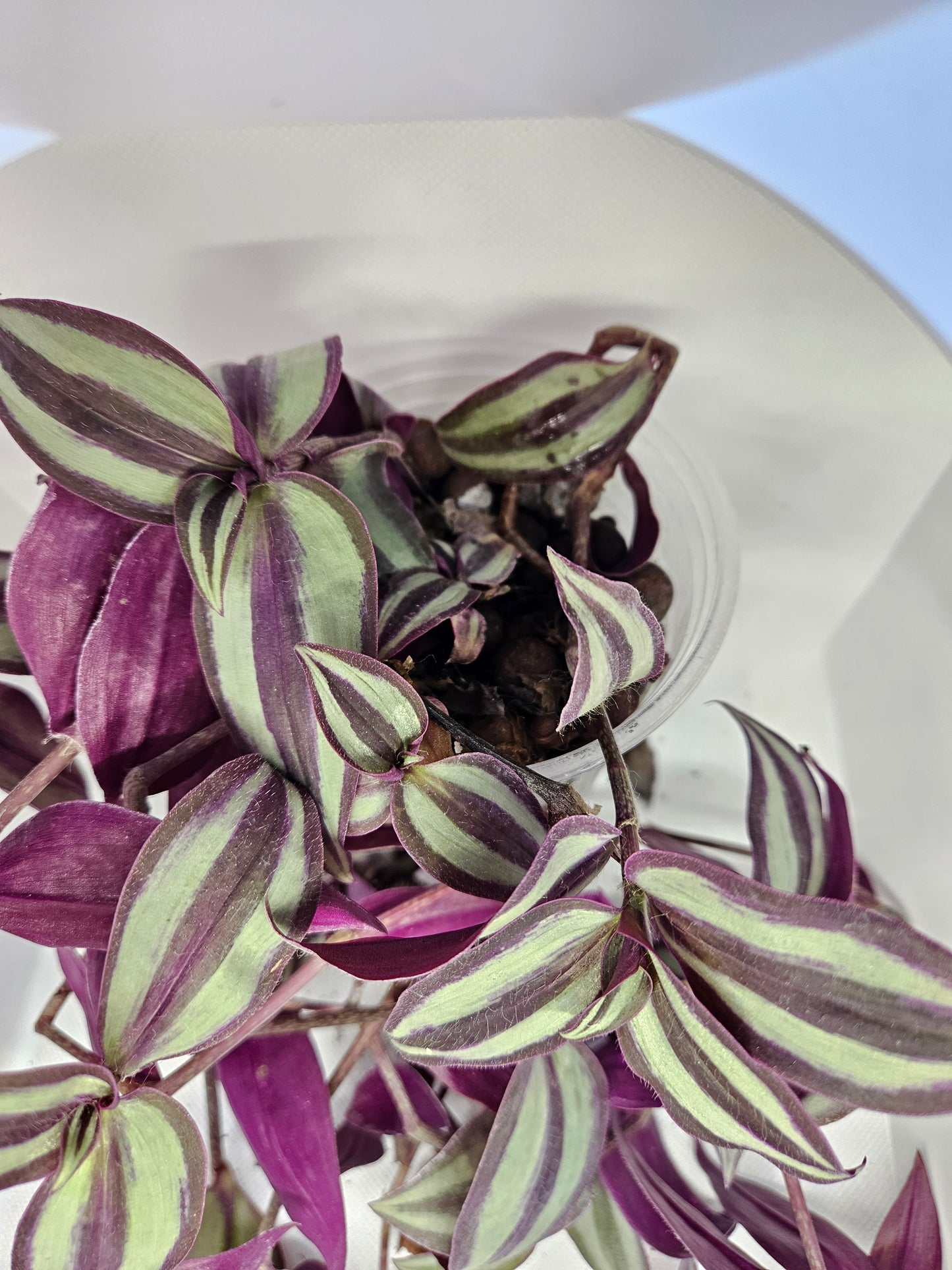 Zebrina Tradescantia CUTTINGS