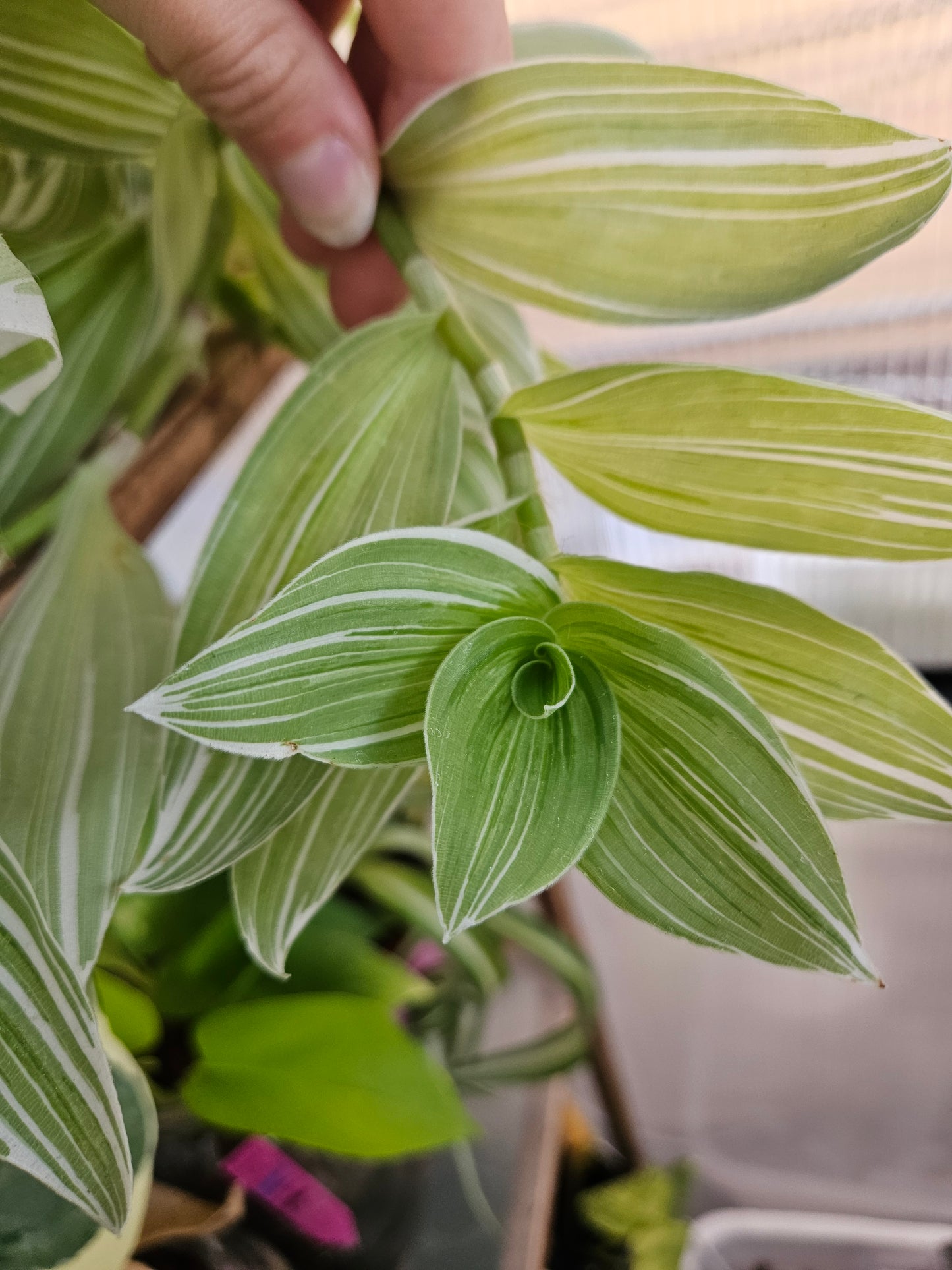Pistachio White Tradescantia CUTTINGS
