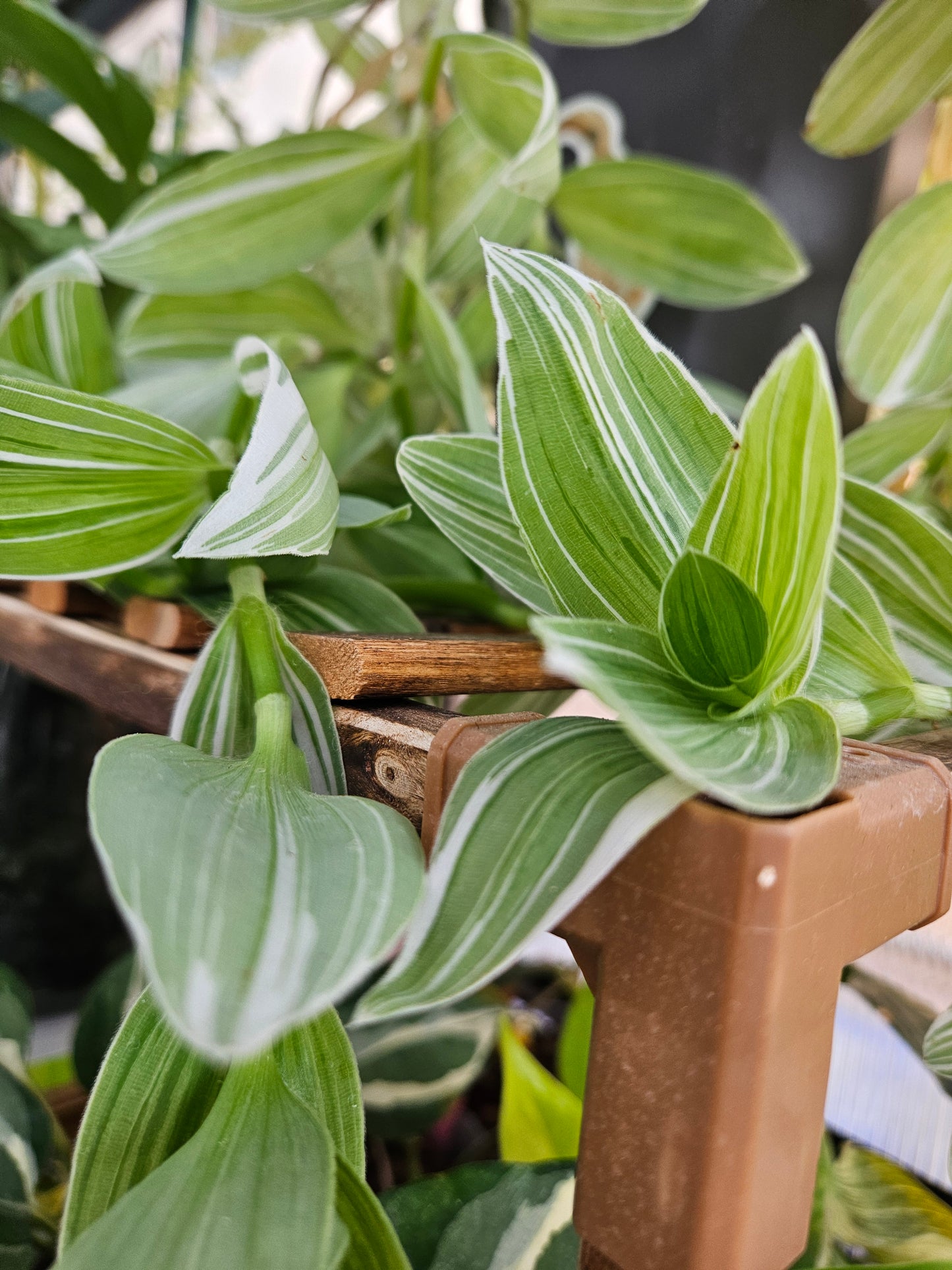 Pistachio White Tradescantia CUTTINGS