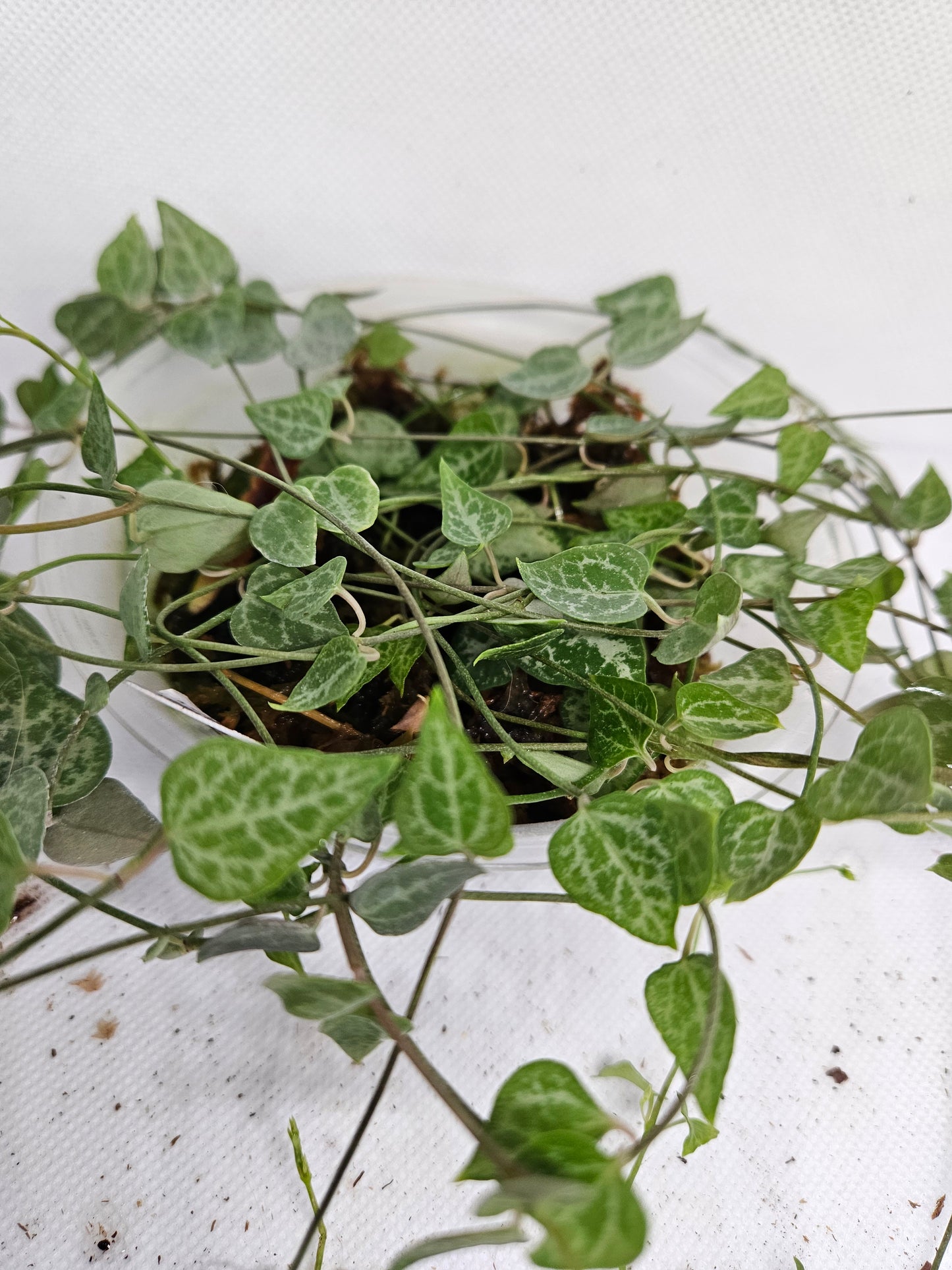 String of Spades long CUTTINGS