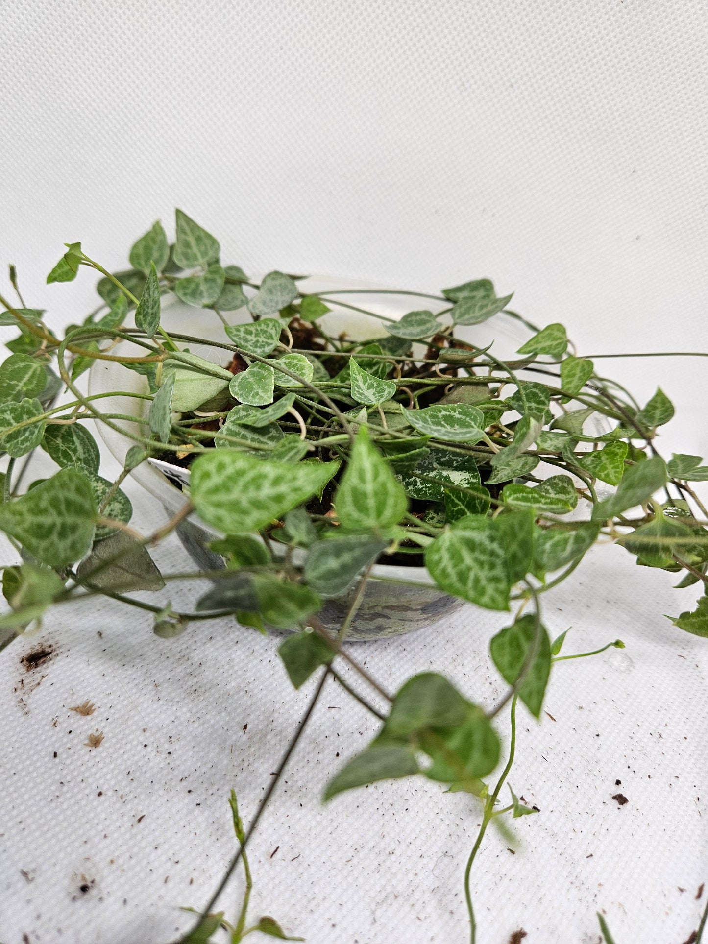 String of Spades long CUTTINGS