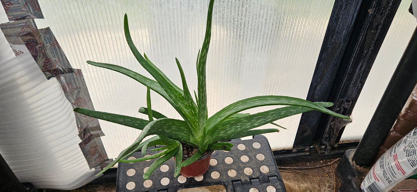 Aloe Vera #1