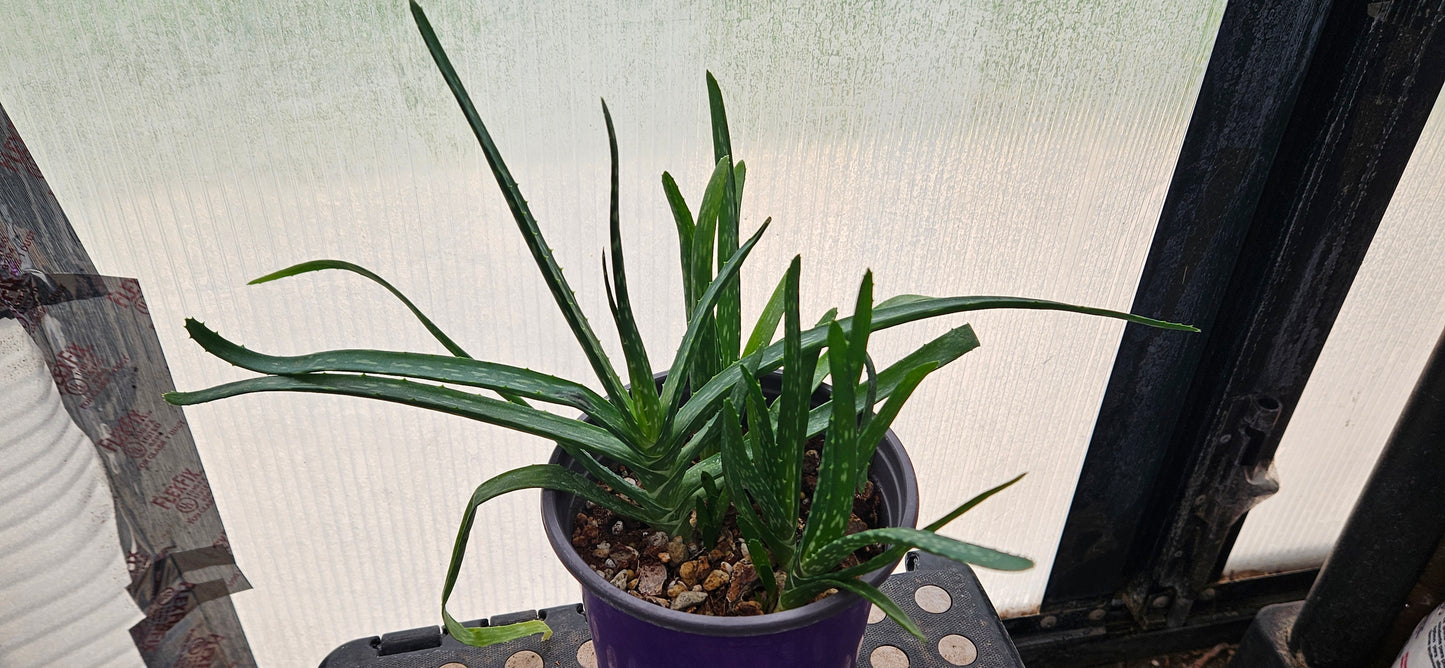 Aloe Vera #2