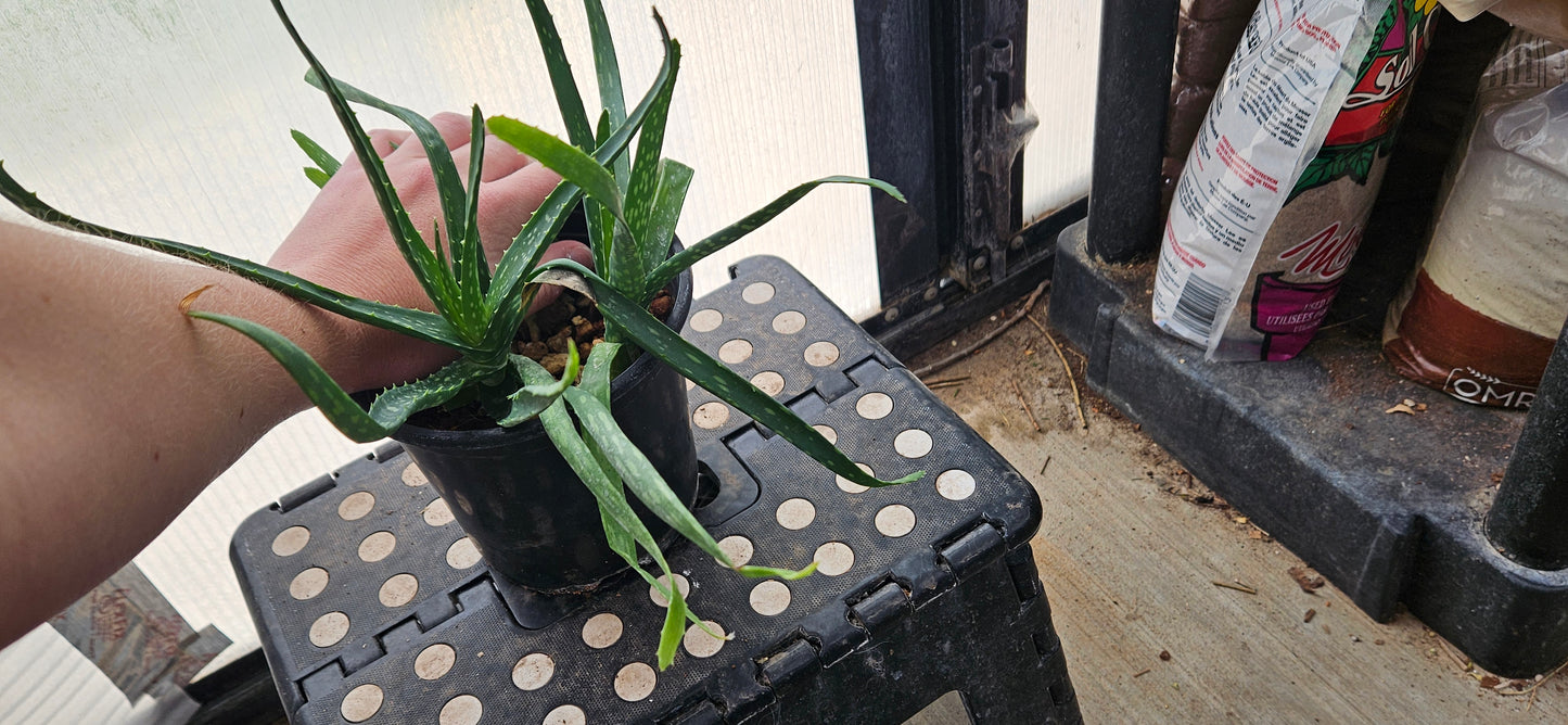 Aloe Vera #4