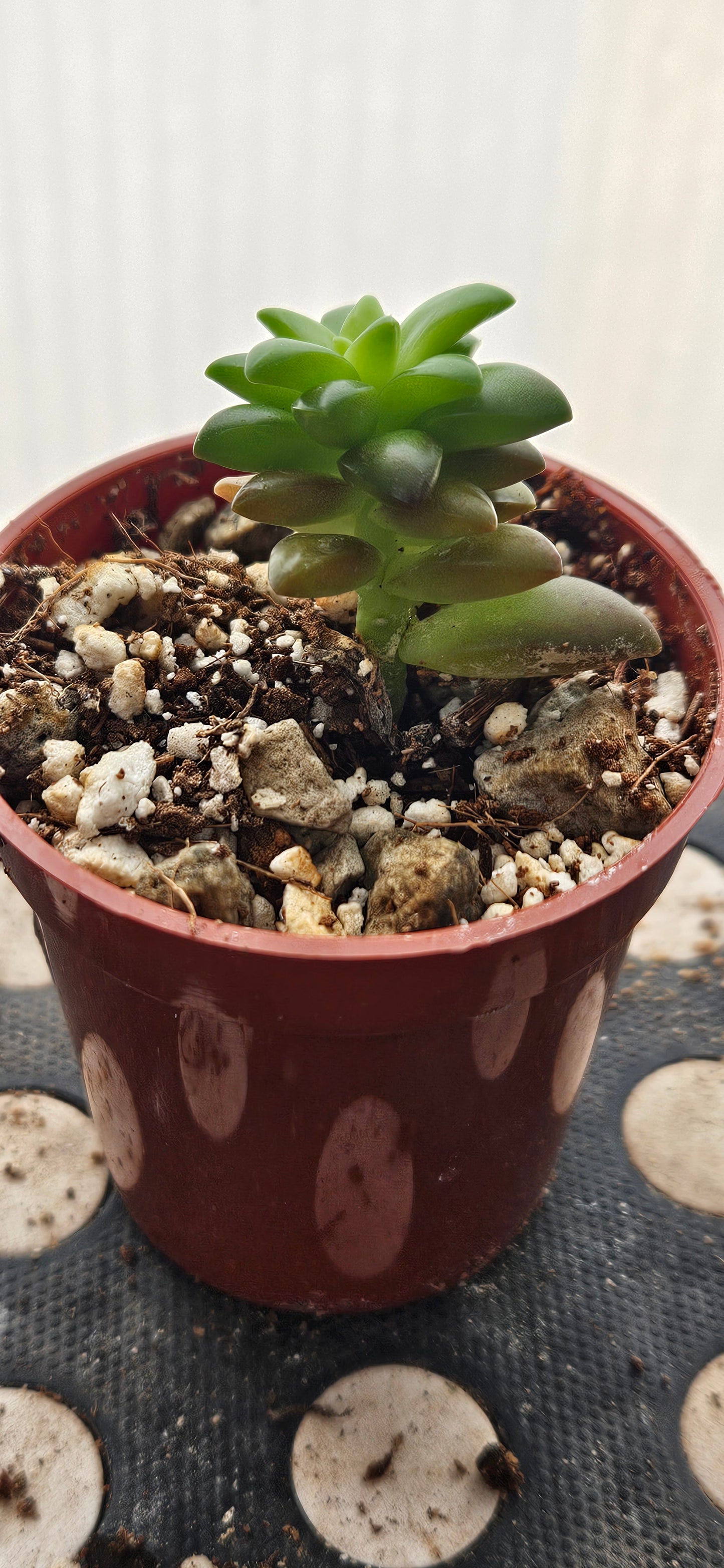 Shooting Stars Sedum #1