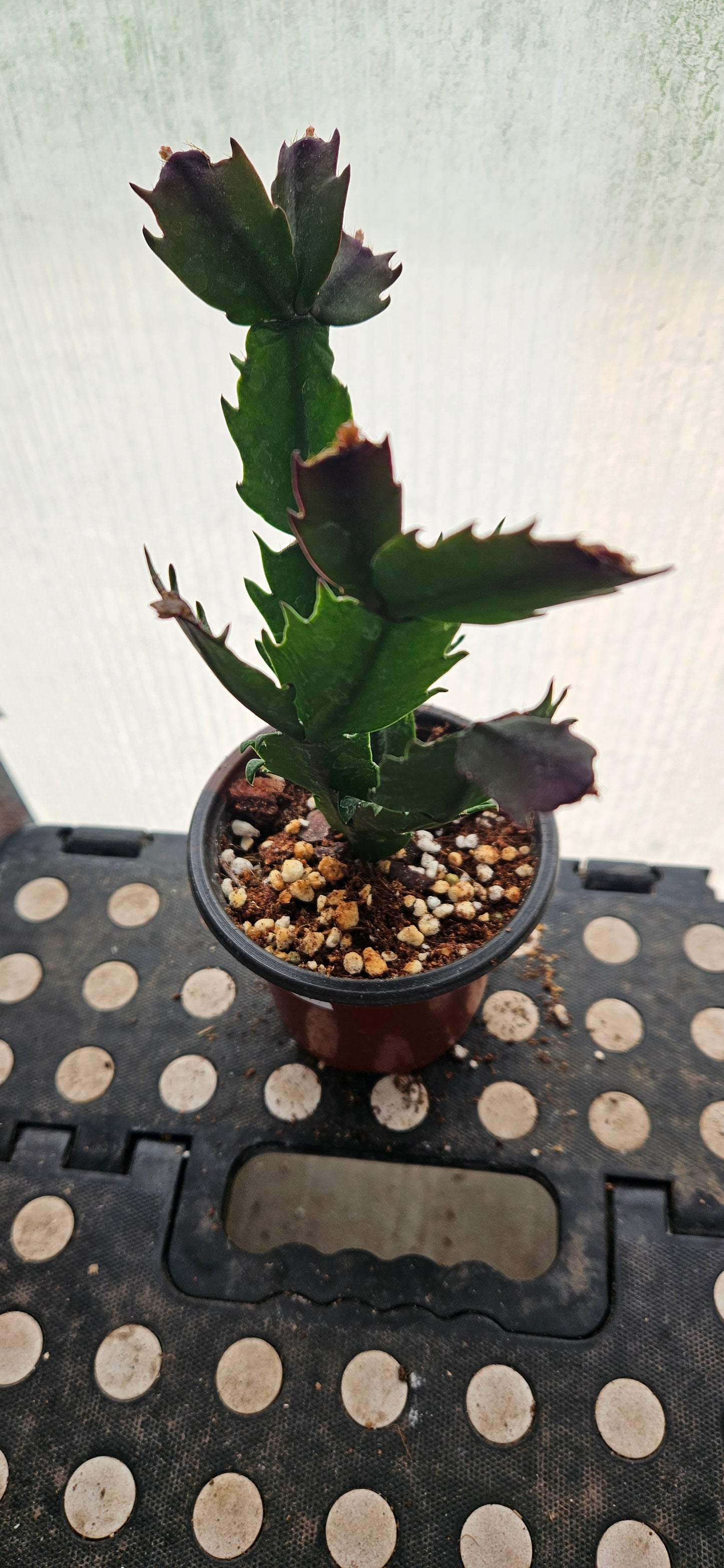 Autumn Ember Thanksgiving Cacti #5