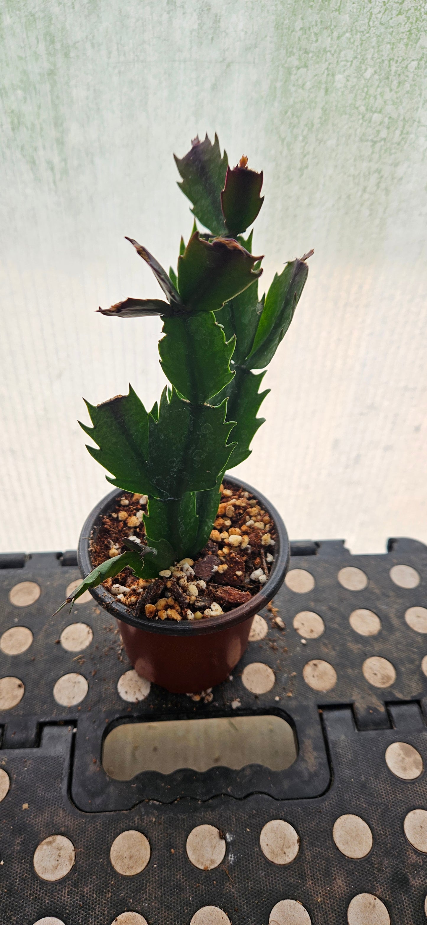 Autumn Ember Thanksgiving Cacti #8