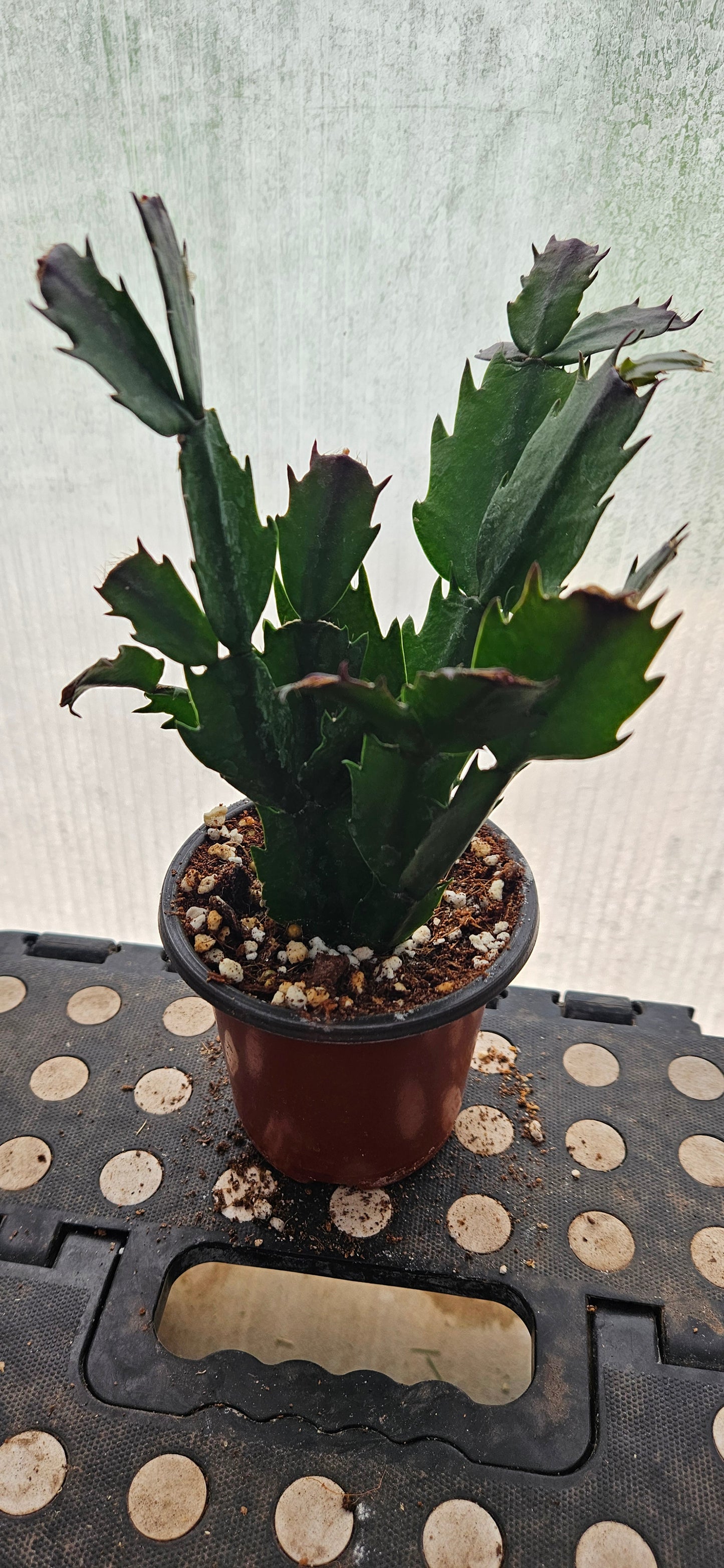 Autumn Ember Thanksgiving Cacti #4