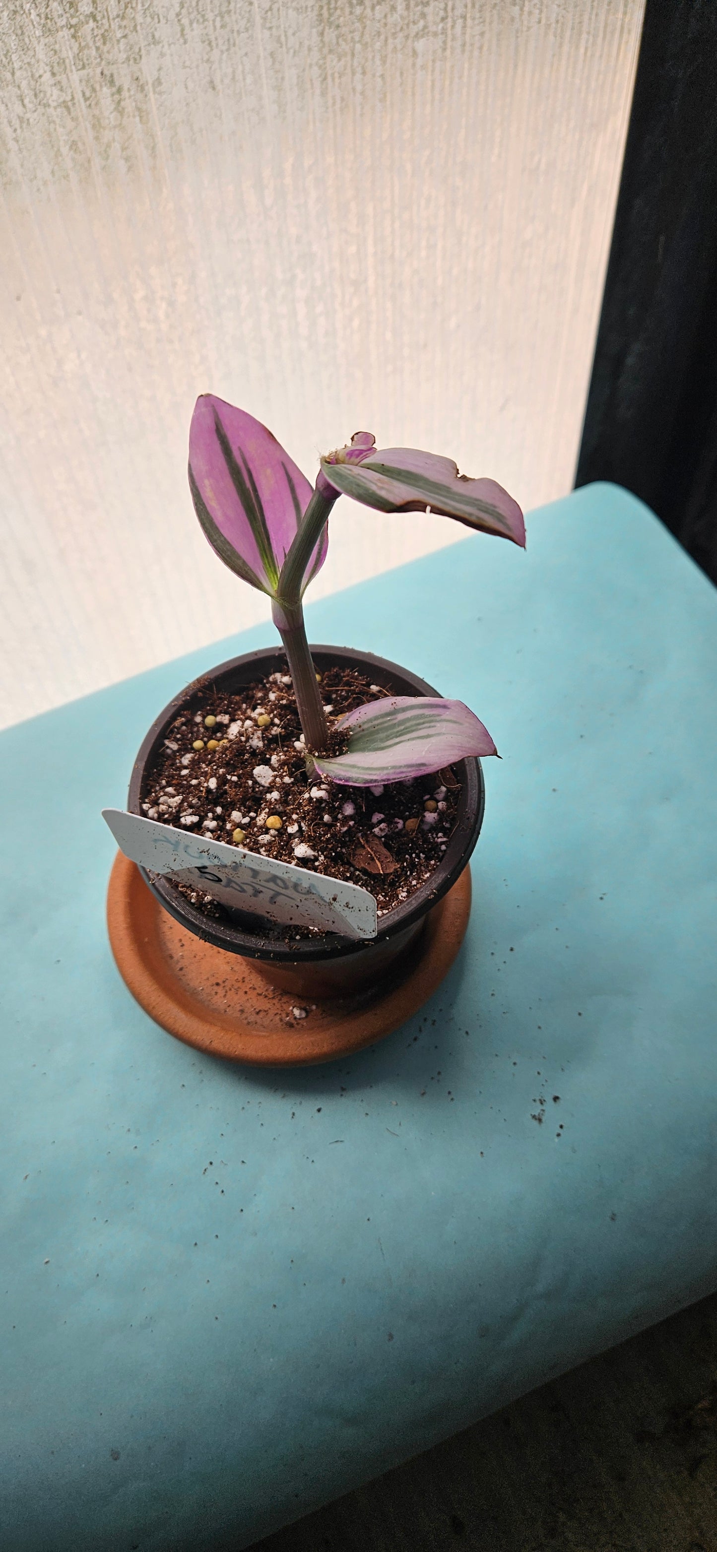 Nanouk Tradescantia #5