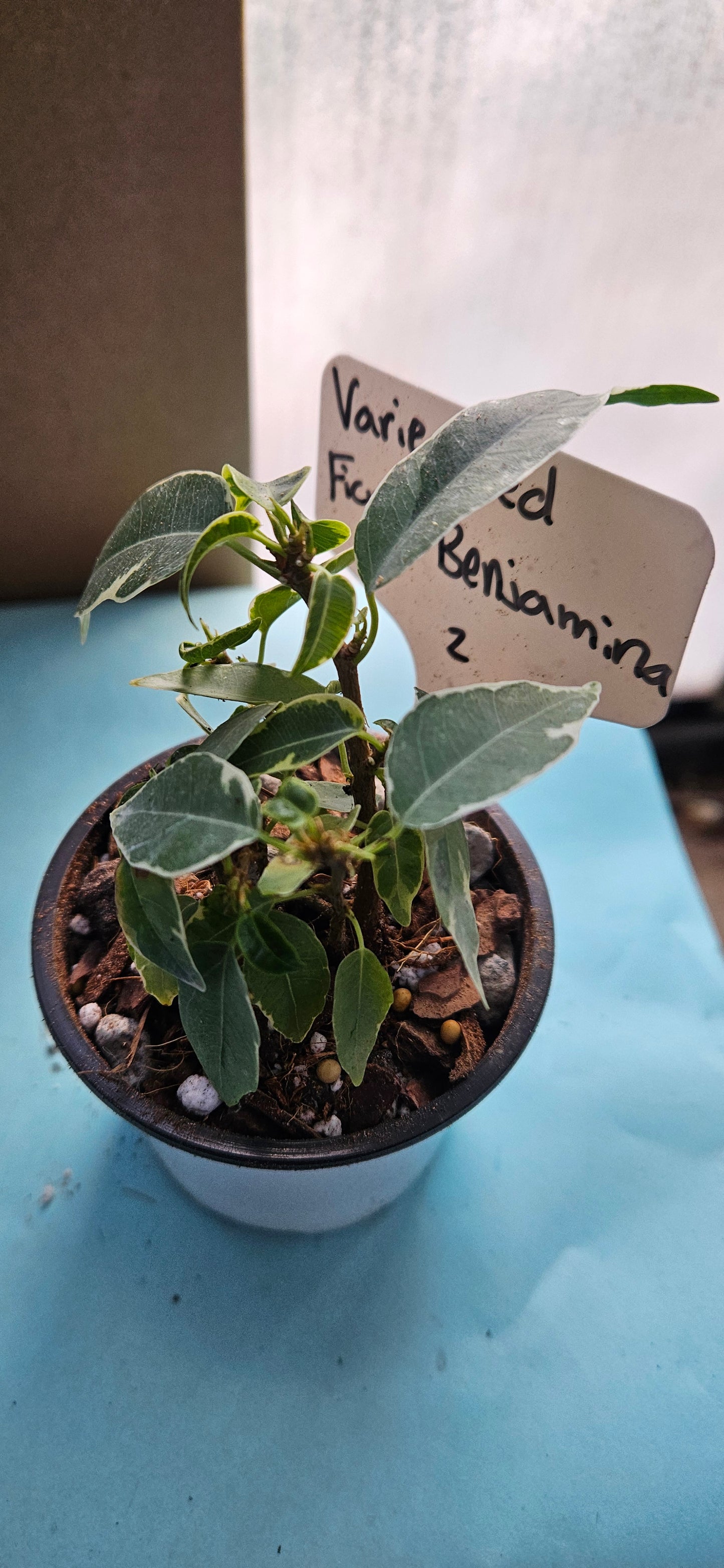 Variegated Ficus Benjamina (#2)