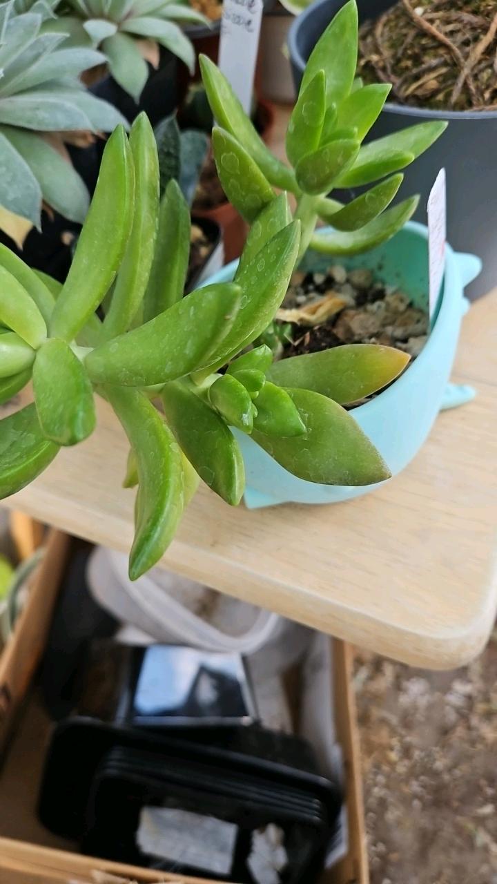 Aurora Flame Sedum