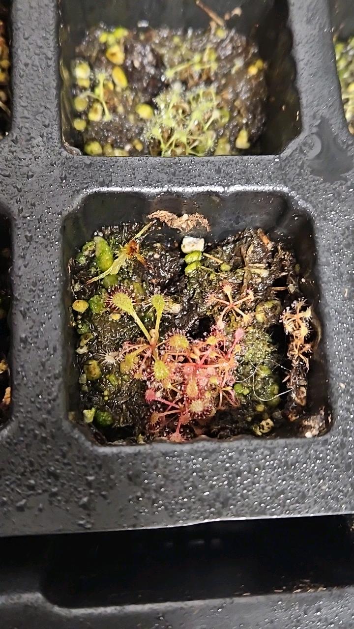 Drosera Rubrivenator (Carnivorous)