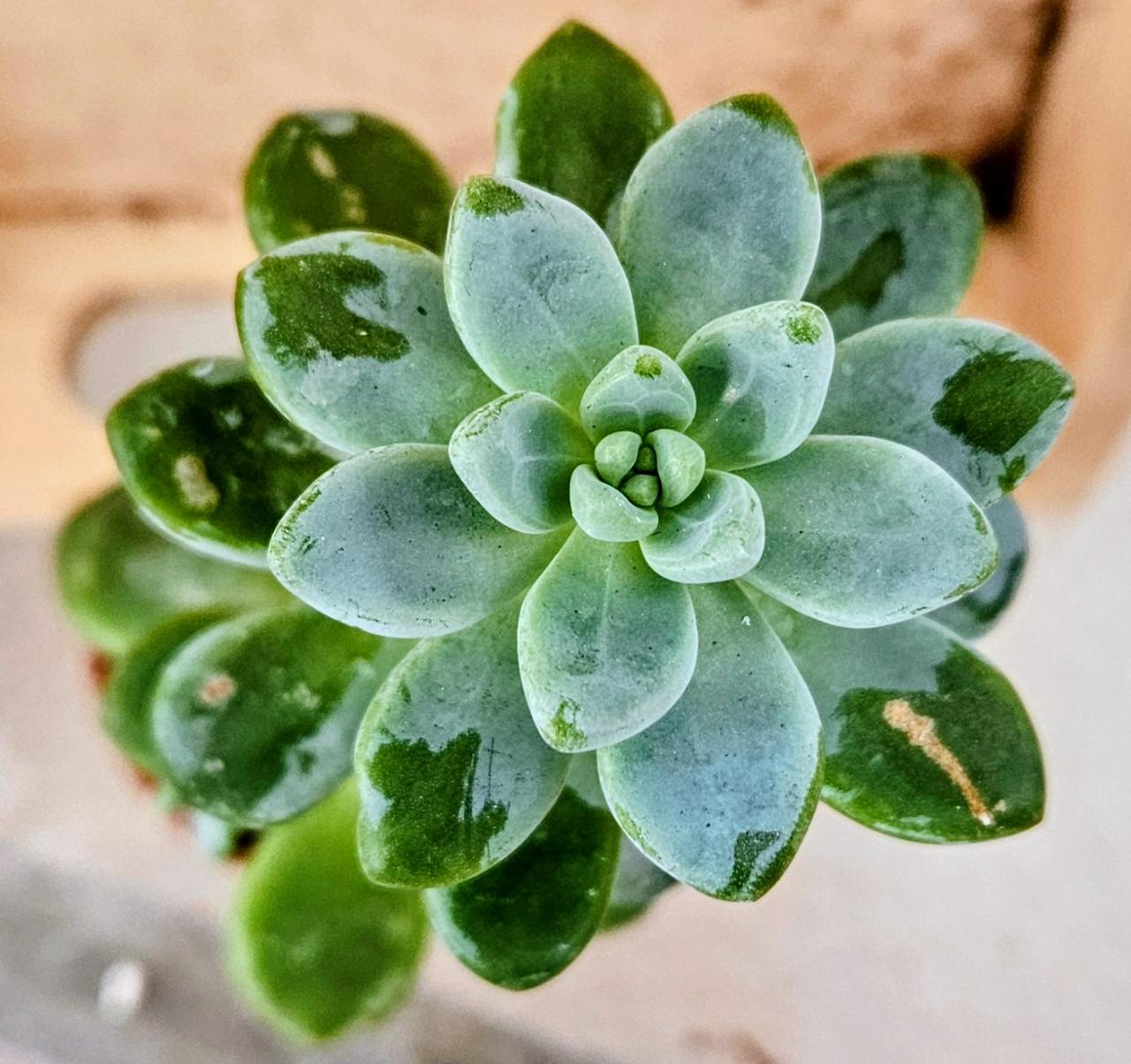 Glacier Gem Sedum