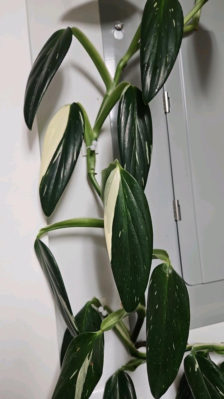 Lunaria Albo Monstera Cutting