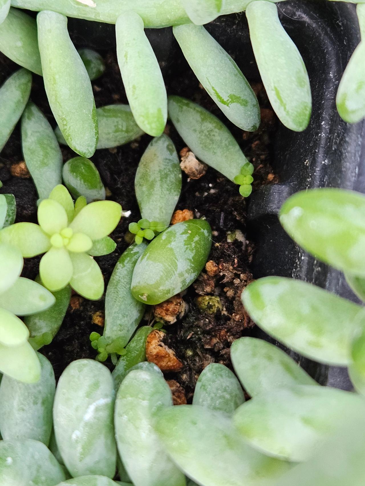 Mermaid Tresses Succulent babies