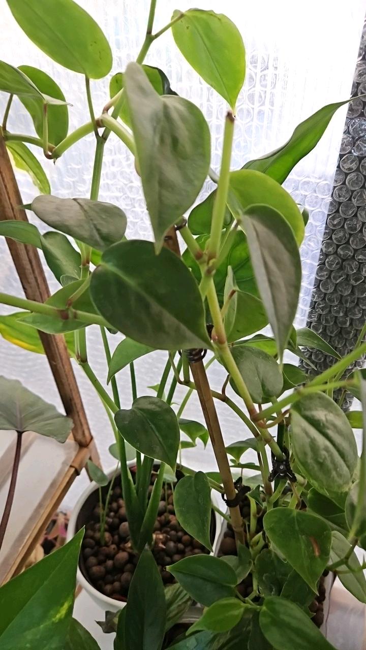 Nordic Jade Peperomia