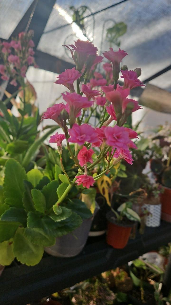 Pink Blossom Kiss Kalanchoe cutting