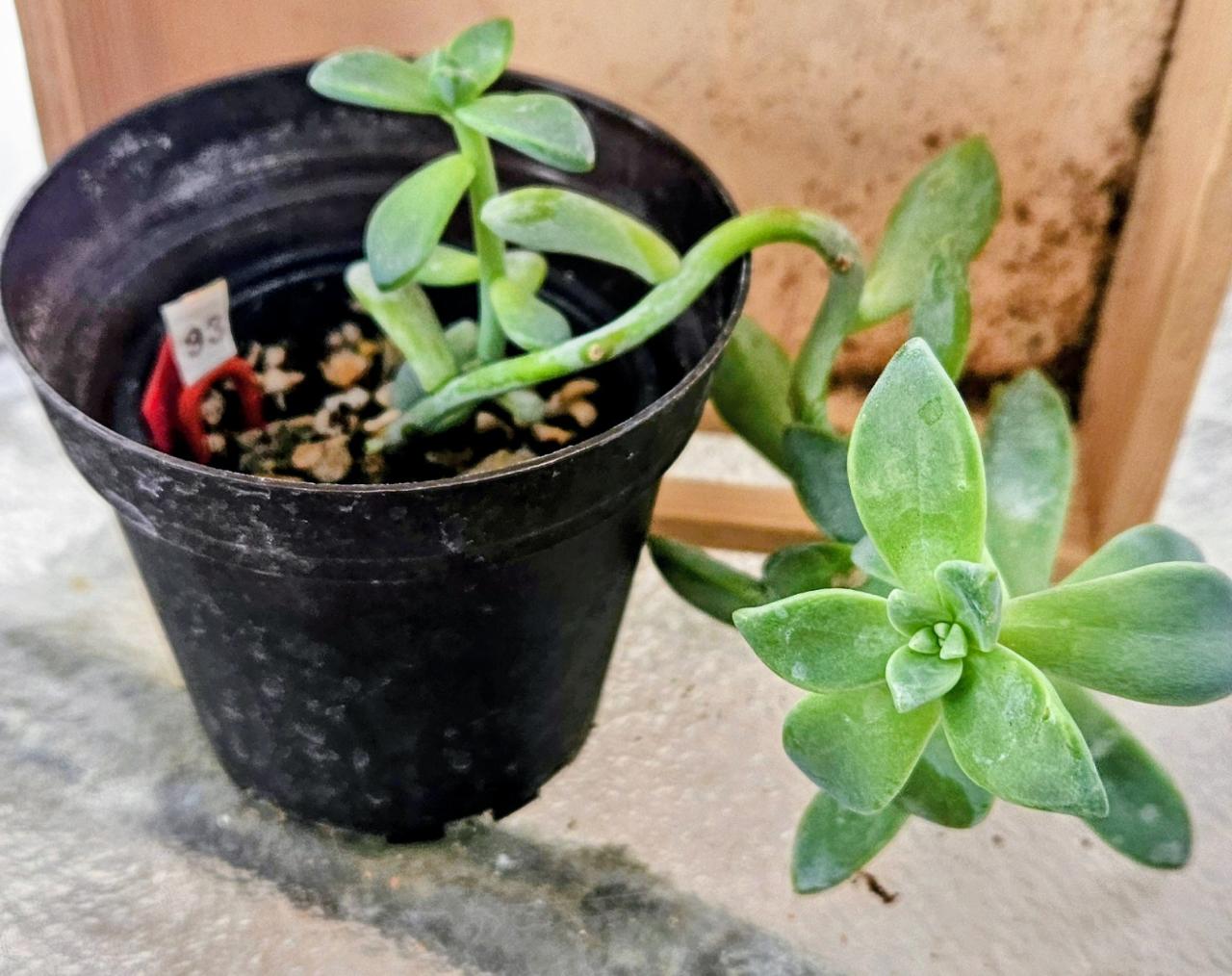 Rose Queen Graptopetalum