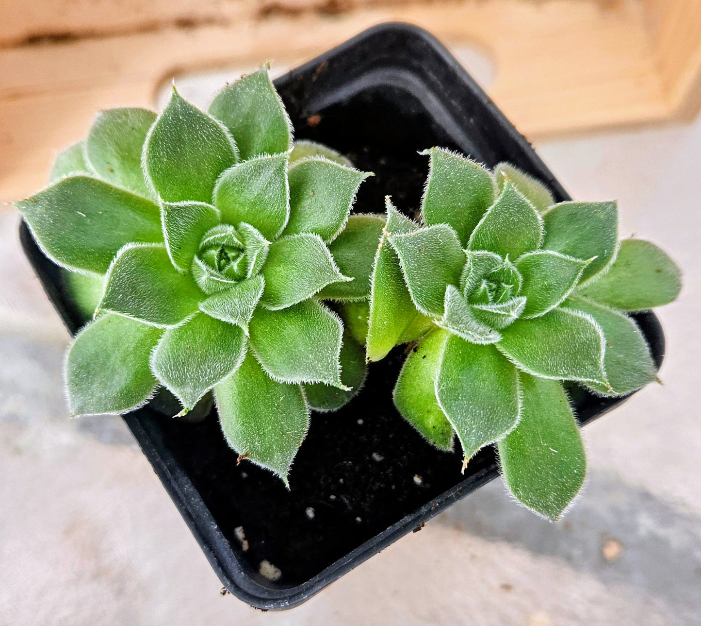 Rosette Nest Succulent