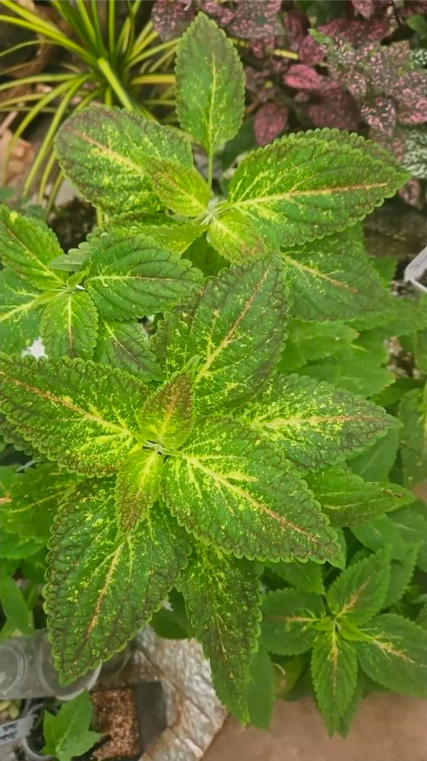 Limefire Coleus cutting