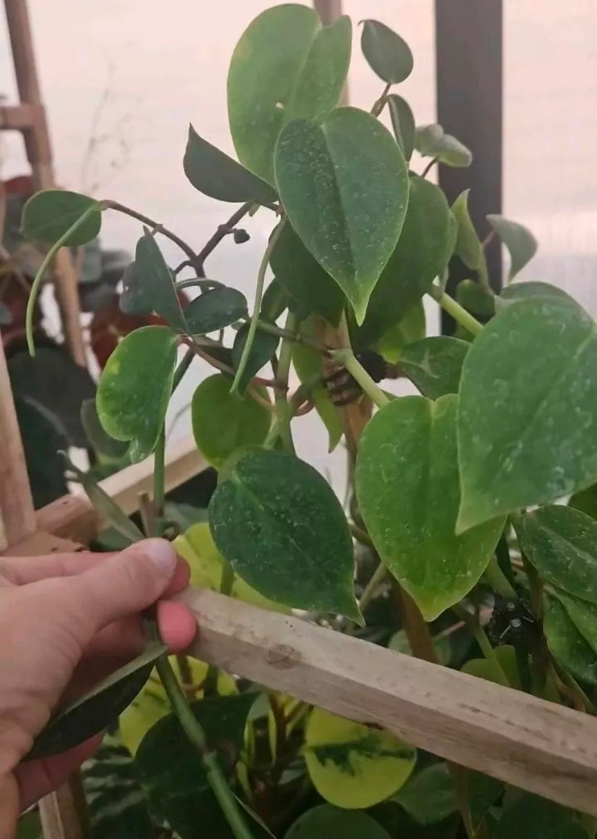 Silkshade Peperomia cutting
