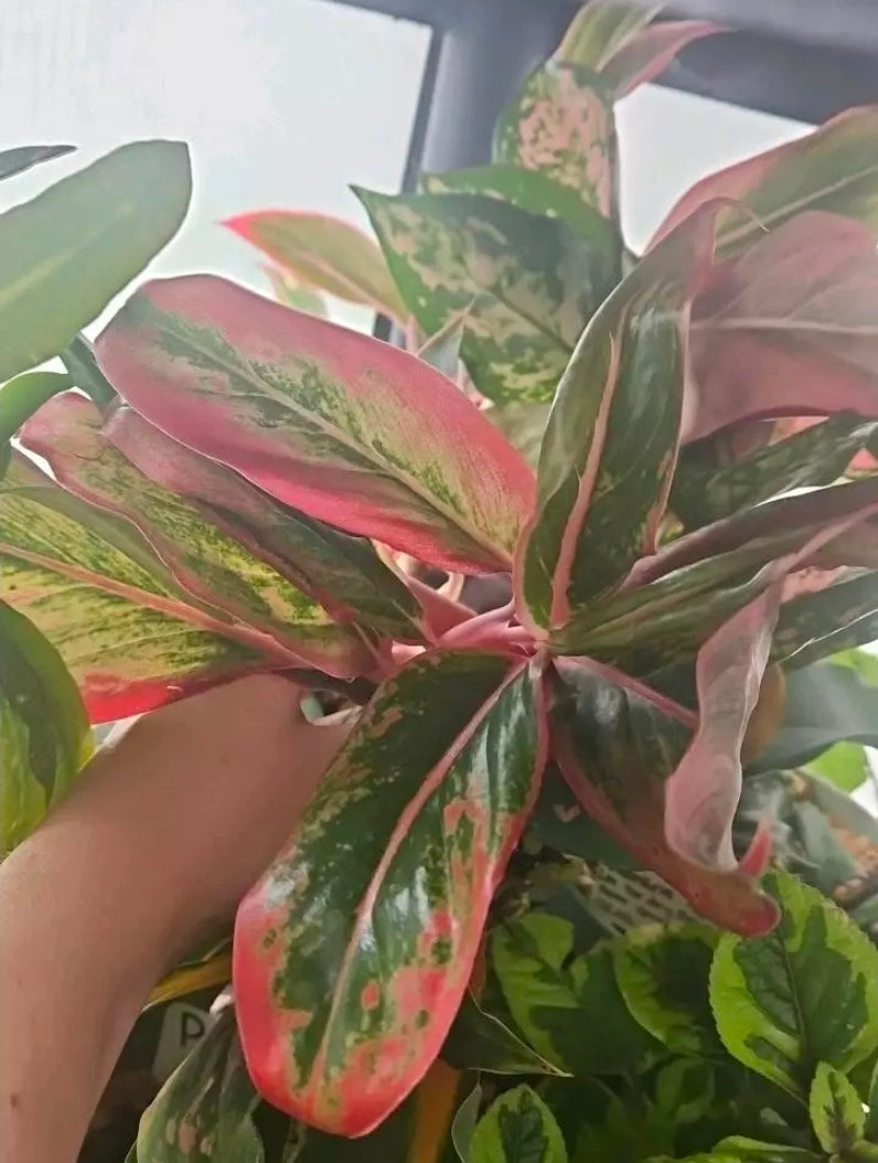 Ruby Blaze Aglaonema baby