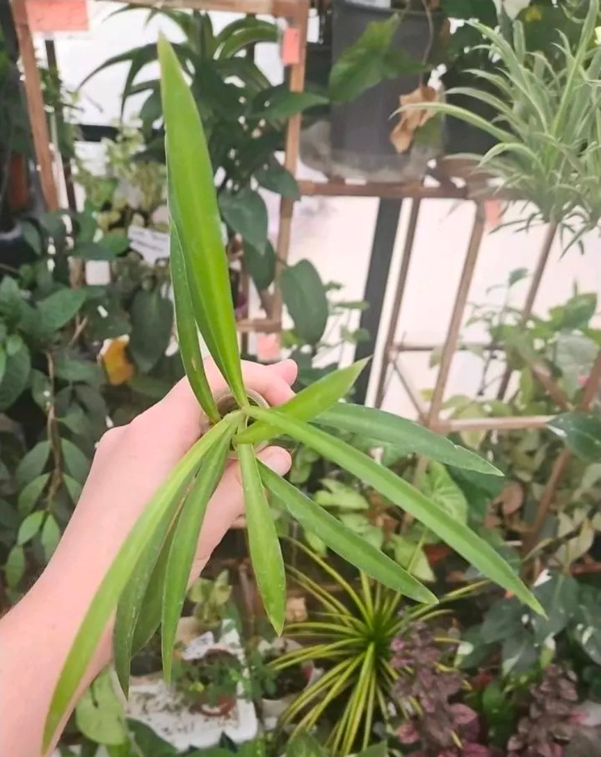 Hula Green Spiderplant