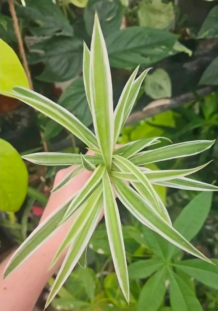 Ivory Edge Spiderplant