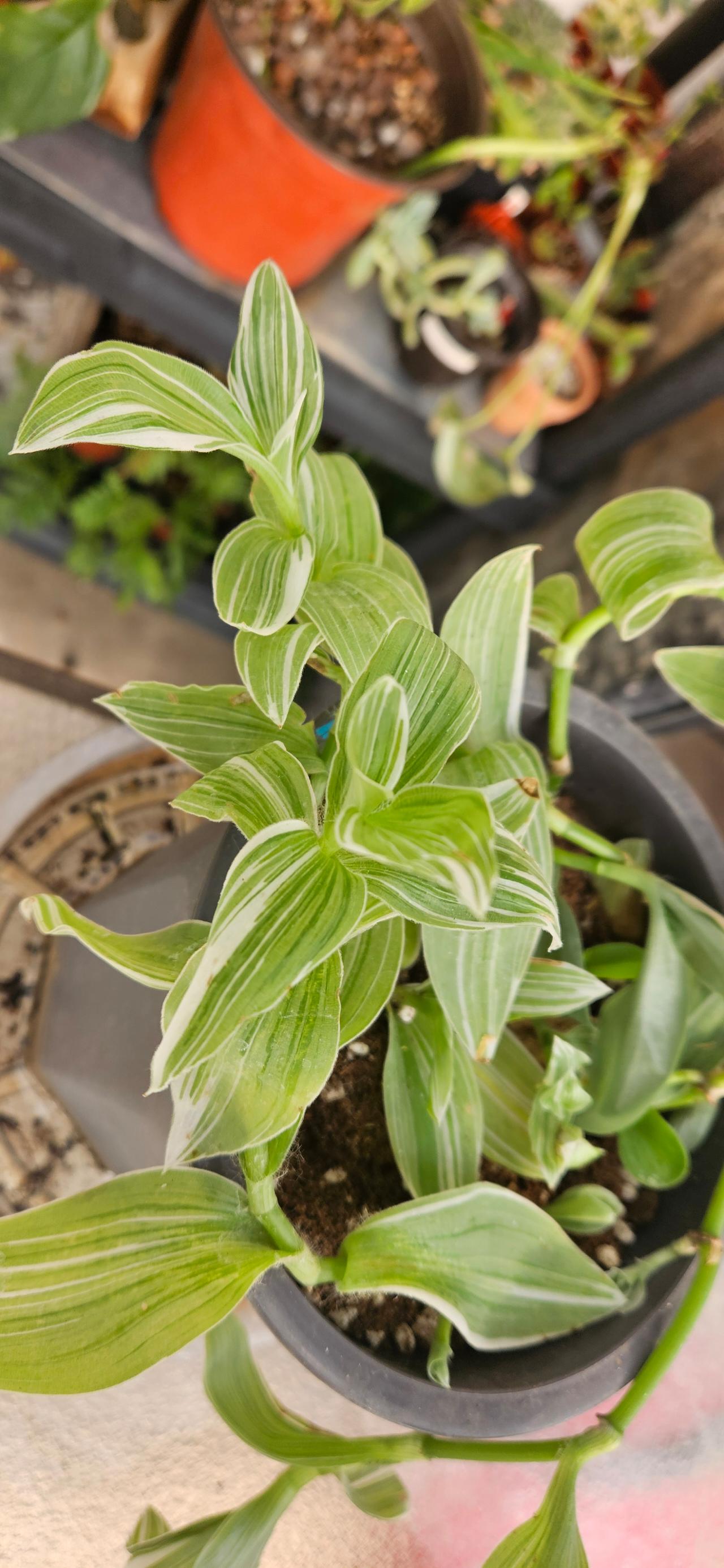 Winter Mint Tradescantiaš„š¤