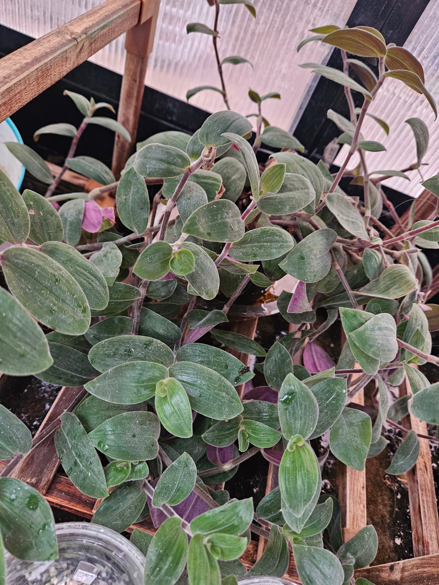 Baby Bunny Bellies Tradescantia CUTTINGS