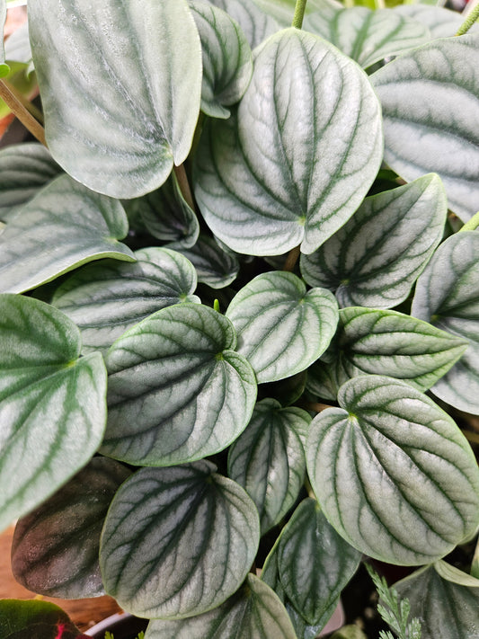Peperomia Frost CUTTINGS