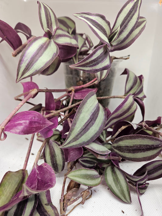 Zebrina Tradescantia CUTTINGS
