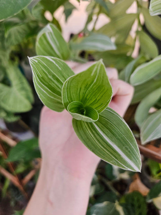 Pistachio White Tradescantia CUTTINGS
