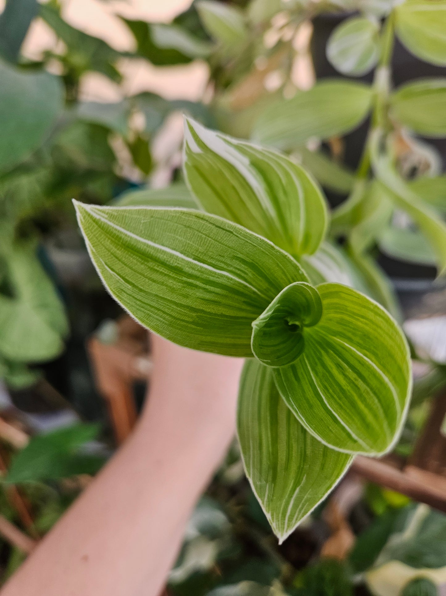 Pistachio White Tradescantia CUTTINGS