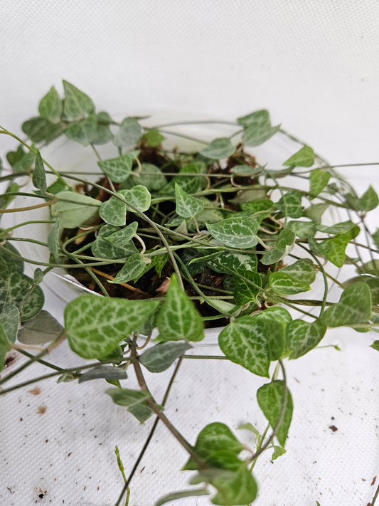 String of Spades long CUTTINGS