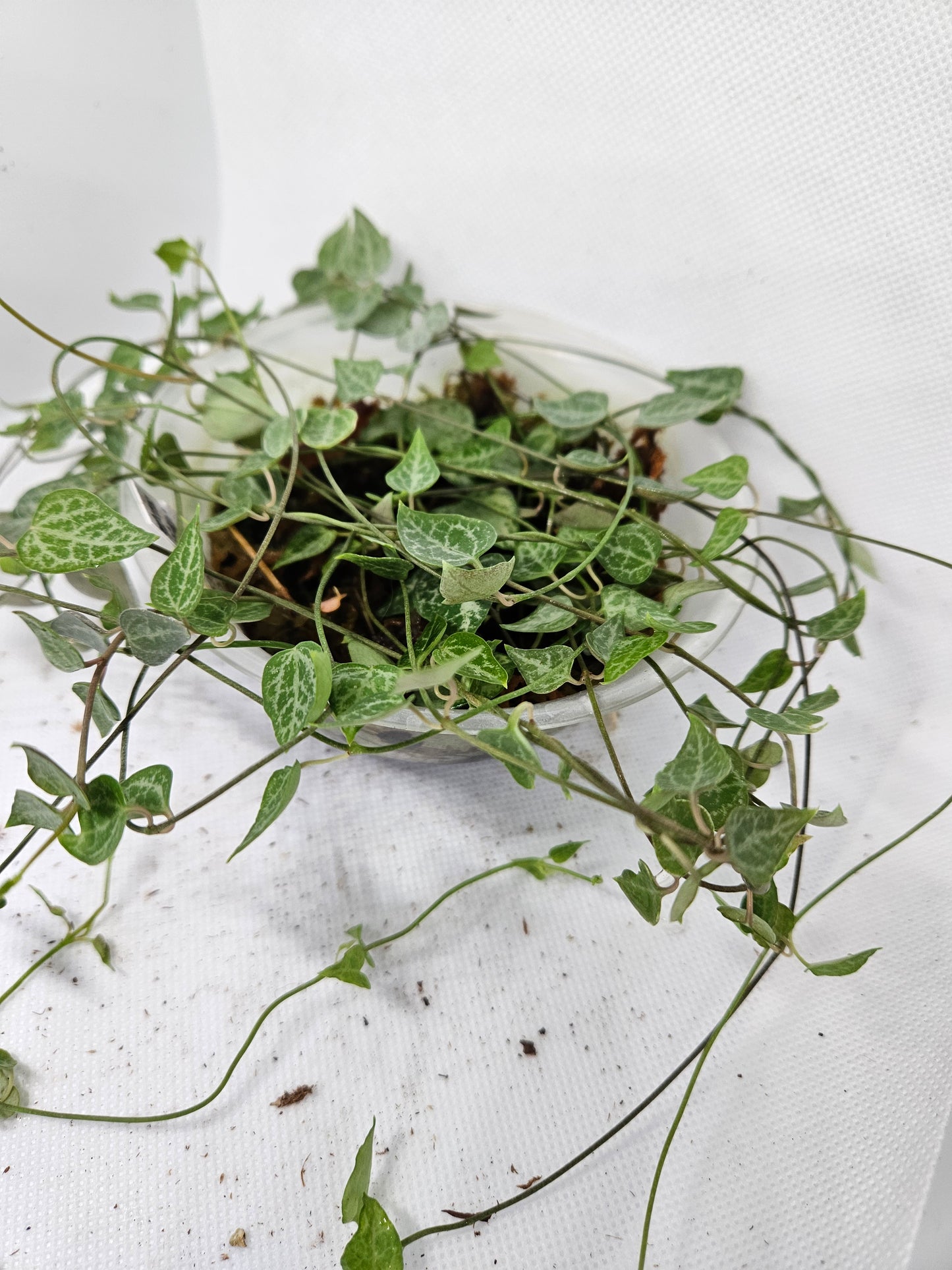 String of Spades long CUTTINGS