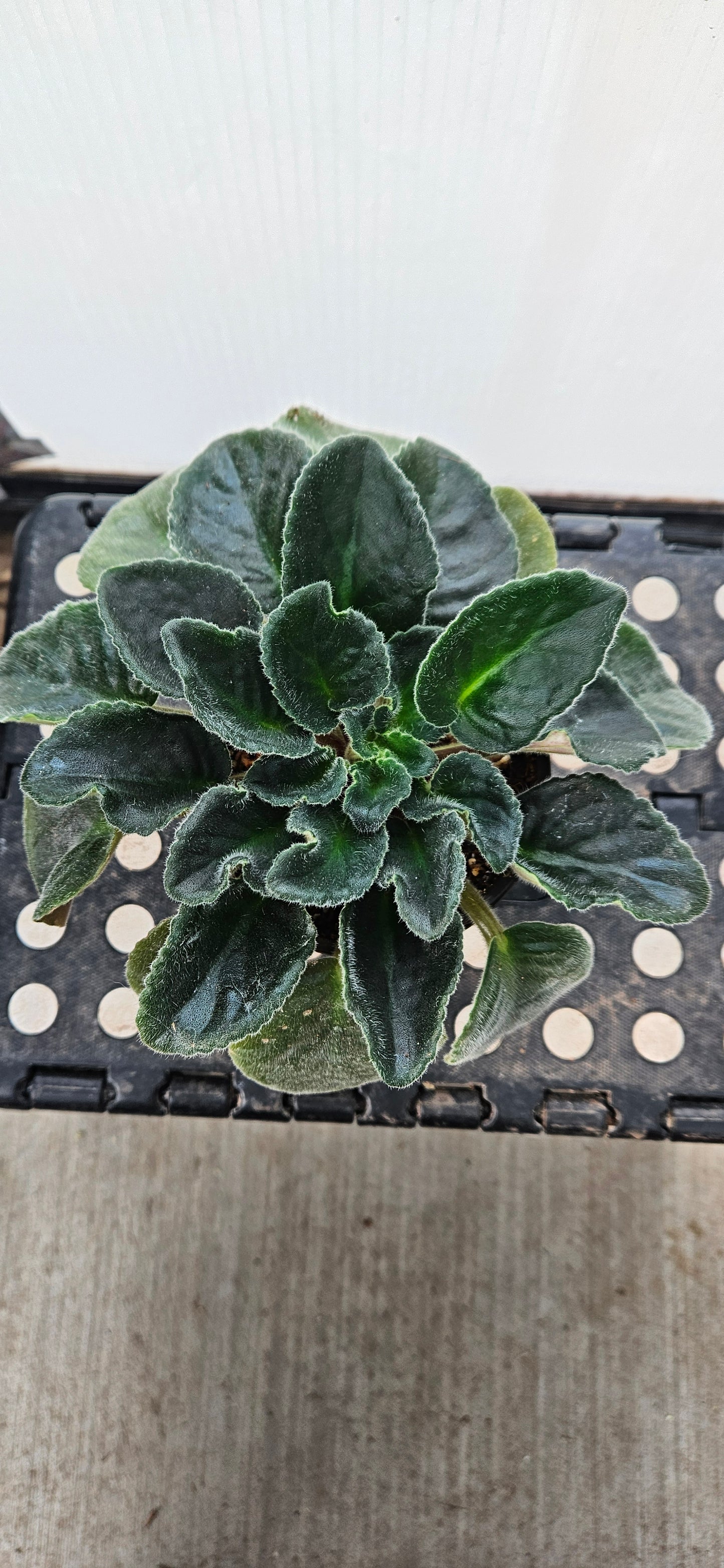 Purple Rebel African Violet