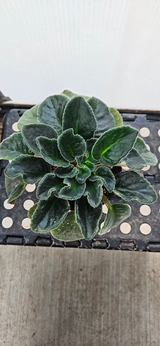 Purple Rebel African Violet