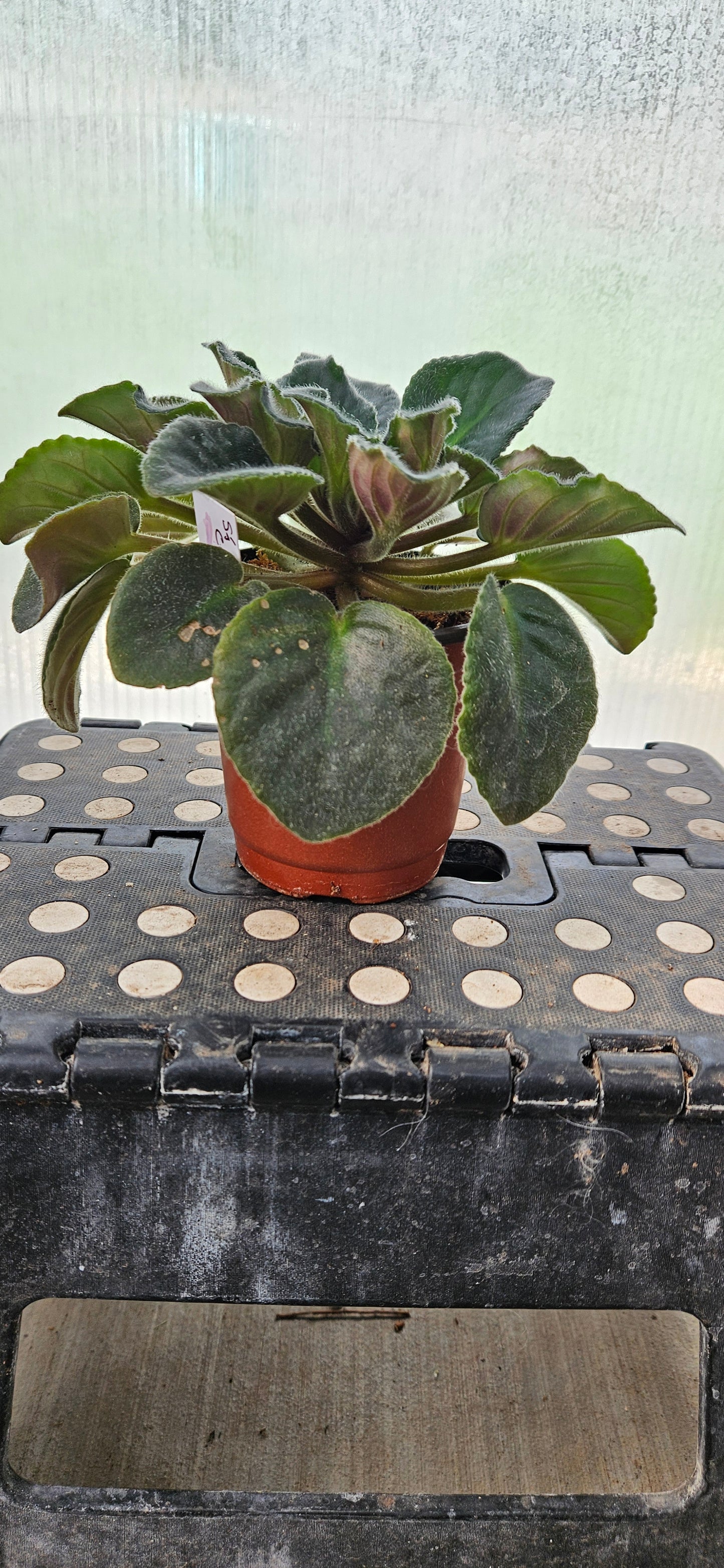 Purple Rebel African Violet