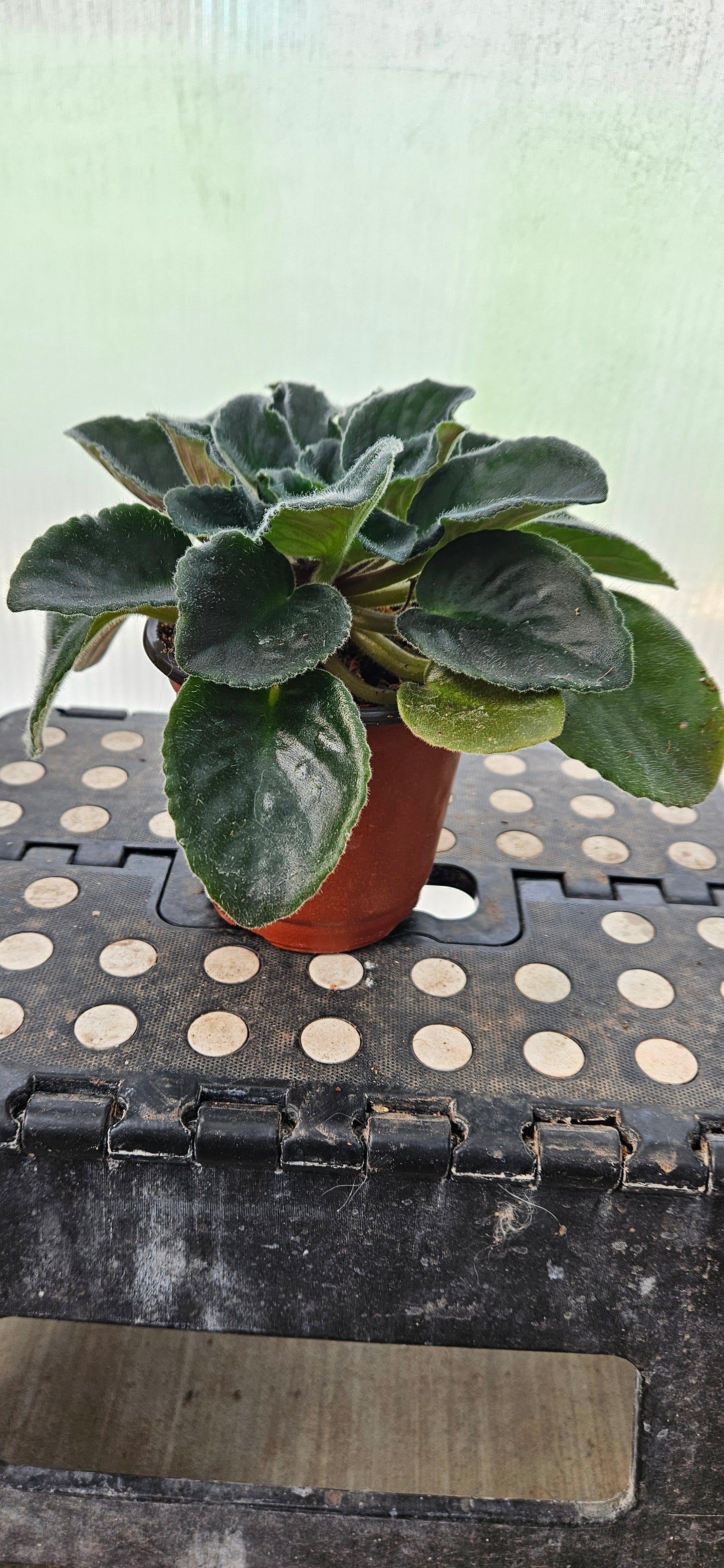 Purple Rebel African Violet