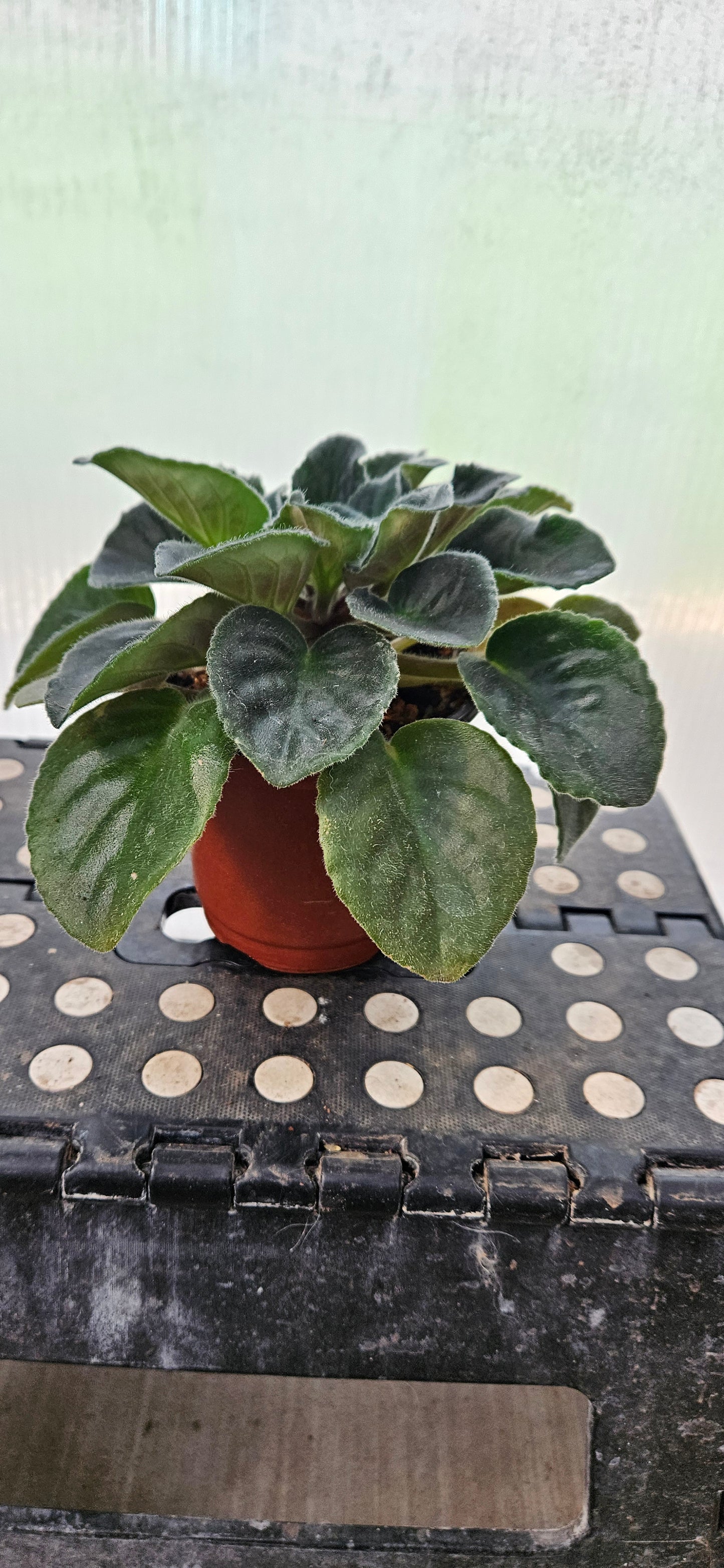 Purple Rebel African Violet