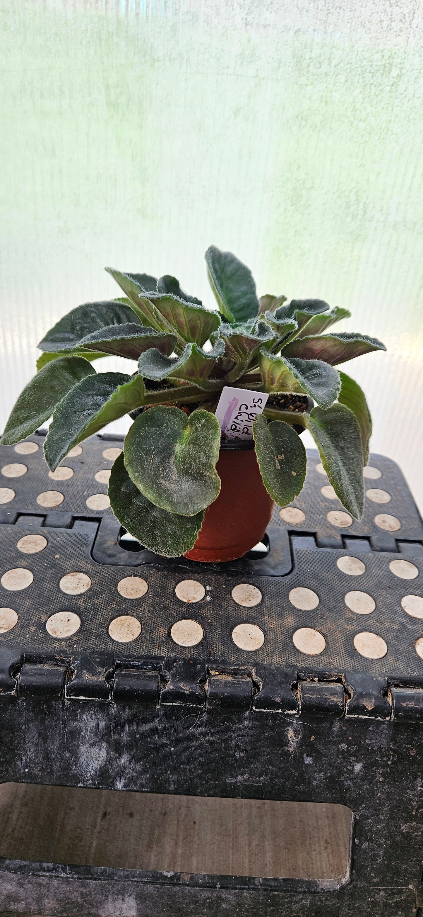 Purple Rebel African Violet