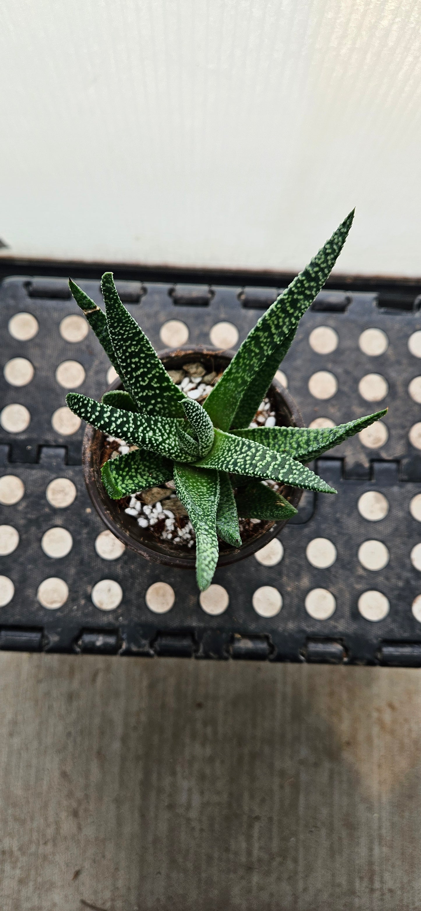 Starlace Haworthia #1