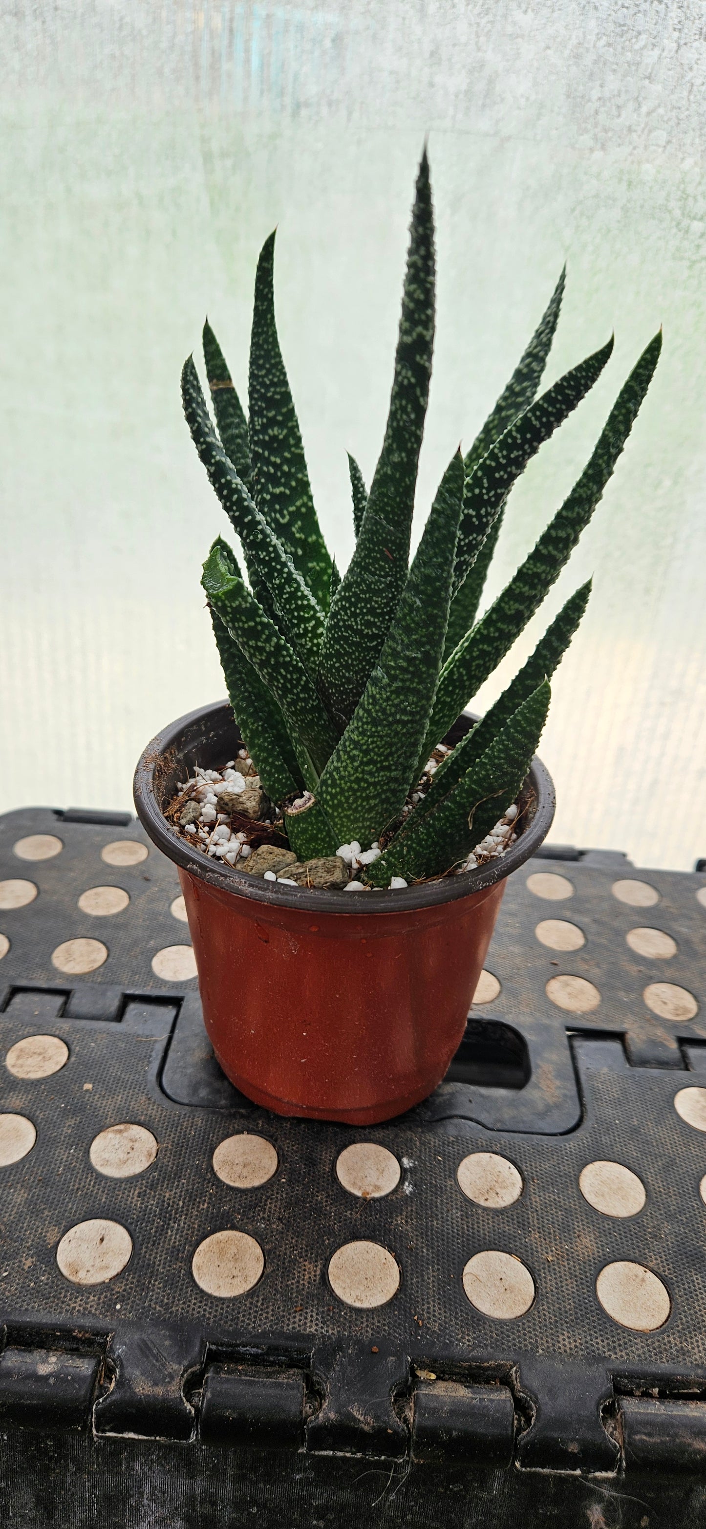 Starlace Haworthia #1