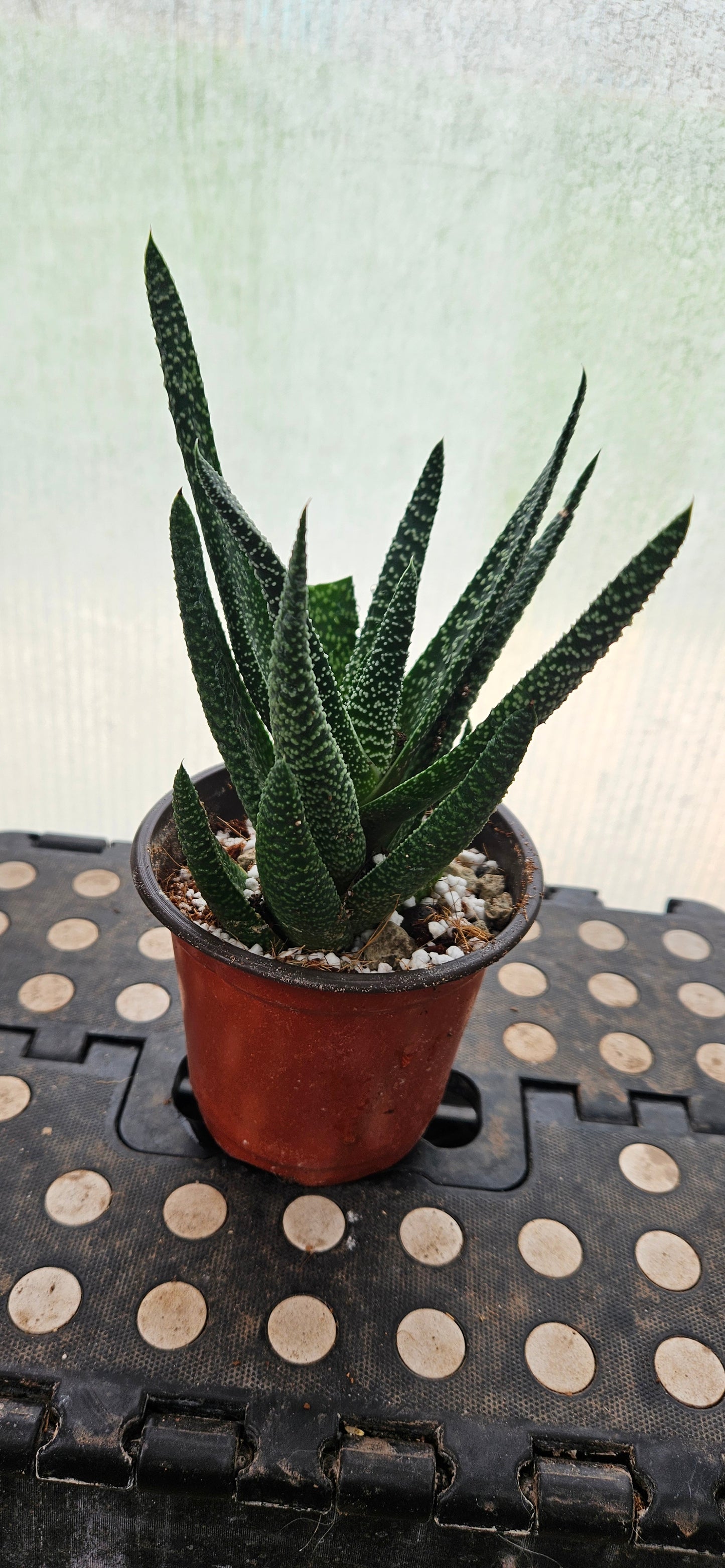 Starlace Haworthia #1