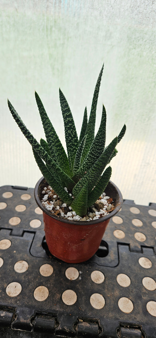 Starlace Haworthia #1