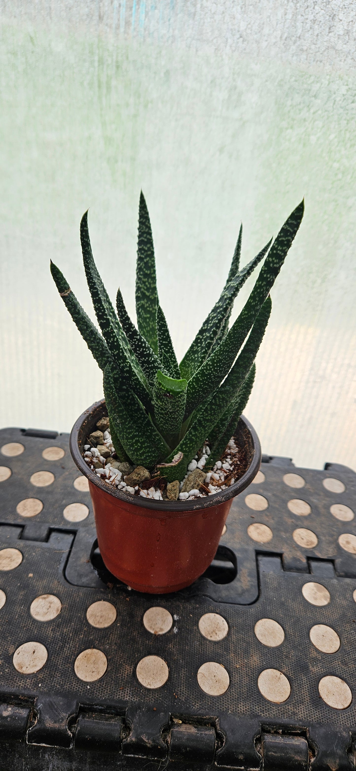 Starlace Haworthia #1