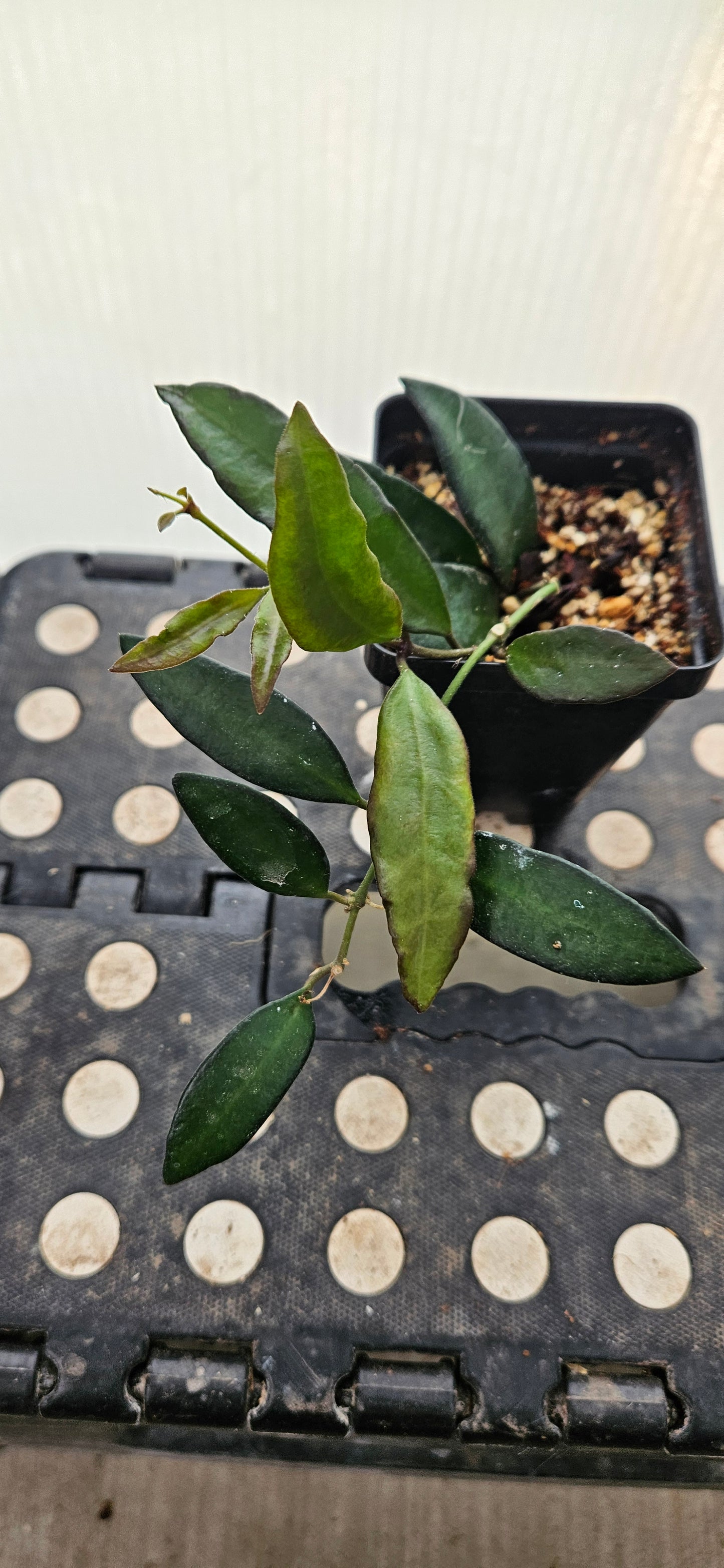 Rosavella Hoya #1