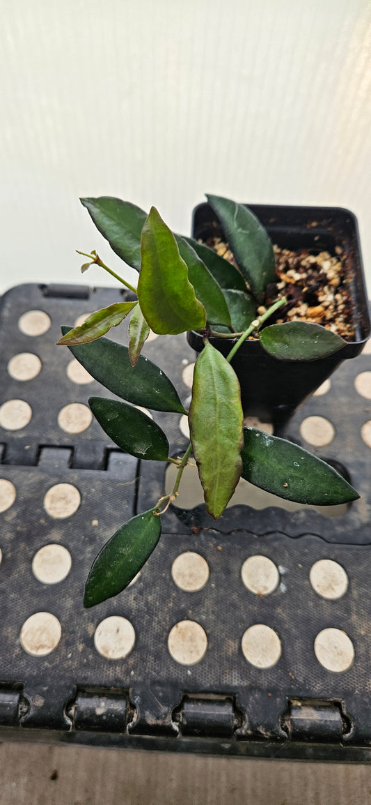Rosavella Hoya #1